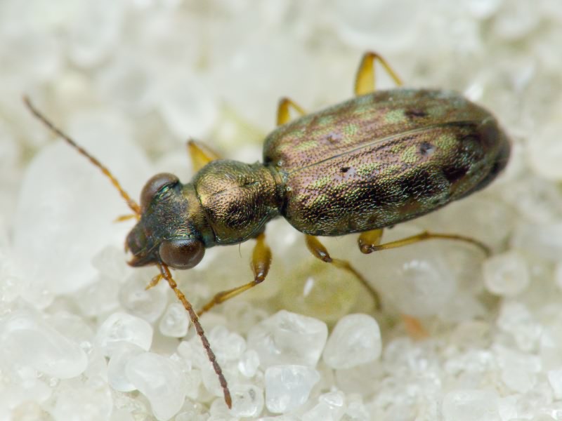 Asaphidion flavipes (Linnaeus, 1761)